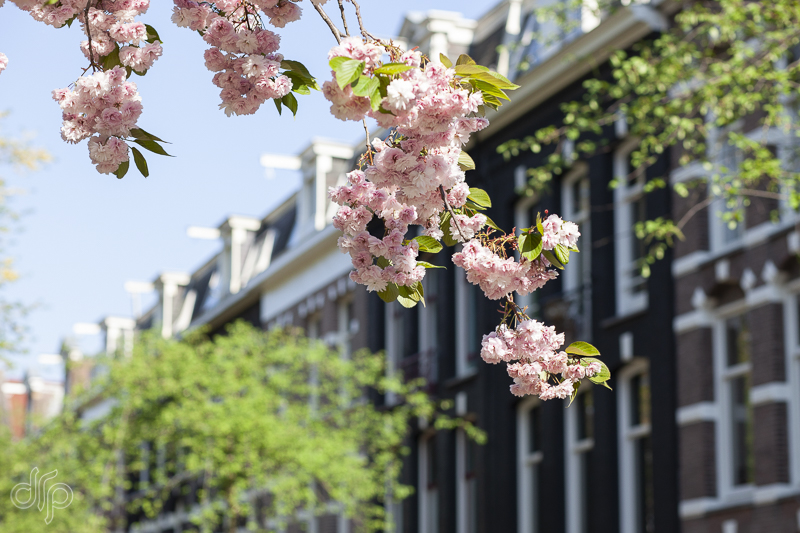Foto van een roze, bloeiende prunus in Amsterdam