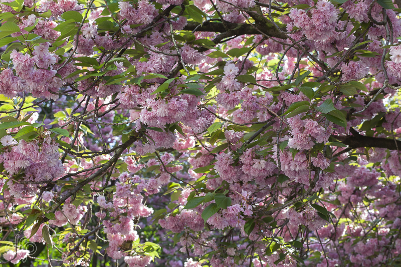 beeldvullende foto van roze bloeiende prunussen