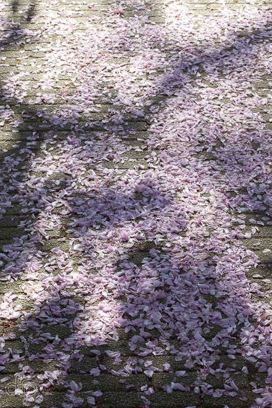 heel veel roze bloesemblaadjes op de grond met de schaduw van een boom