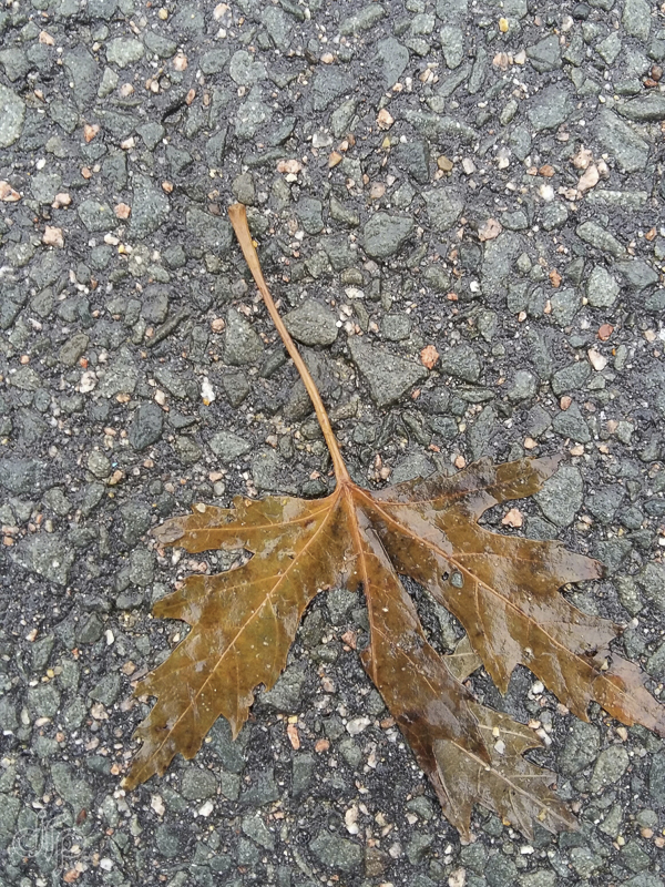 texture wet leaf on asphalt