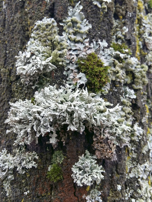 textured moss on a tree