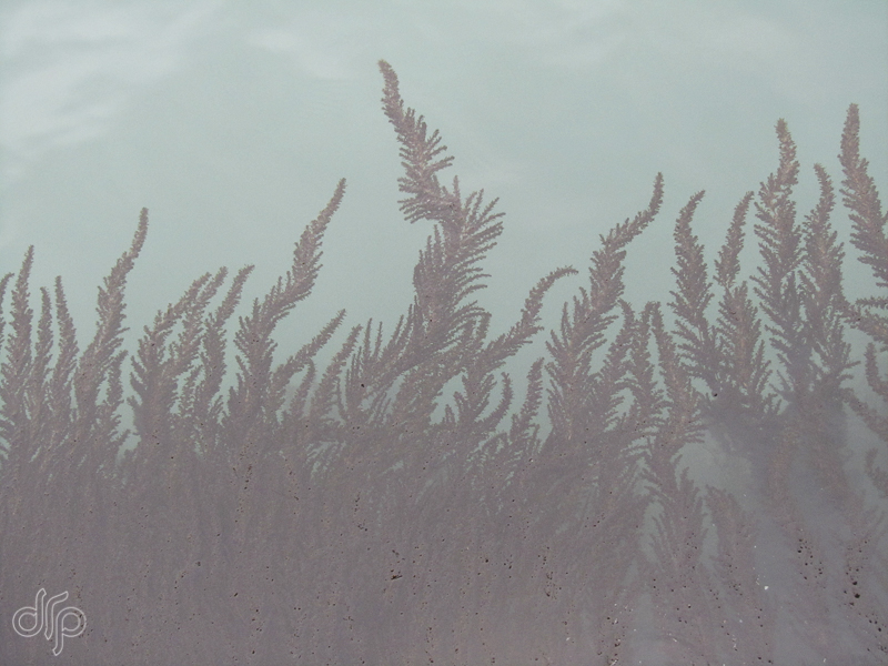 pattern of seaweed, Venice Italy
