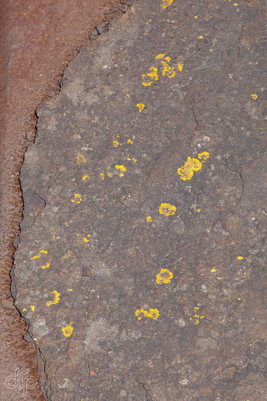 Yellow lichen on a rusty surface