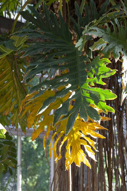 Lacy tree philondendron