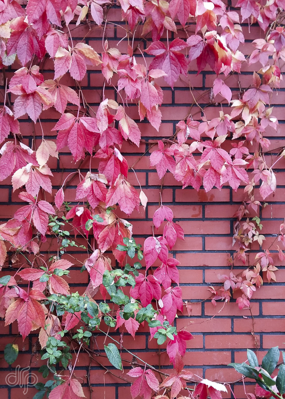 red leaves on a red wall