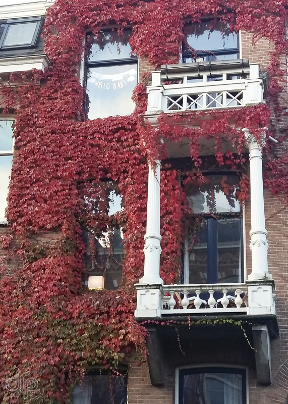 red vine on house