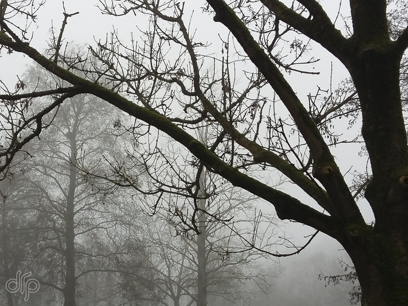 drp-black-tree-and-fog.jpg