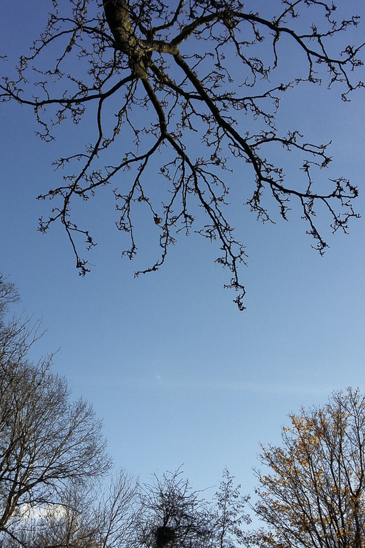 drp silhouette of branch with blue sky