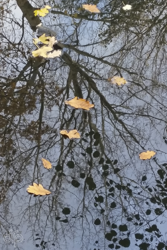 drp reflection of the silhouette of a branch with leaves