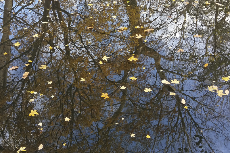 drp reflection of silhouette of trees with floating leaves
