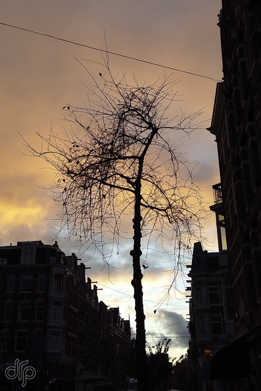 drp silhouette of a bare tree in the street