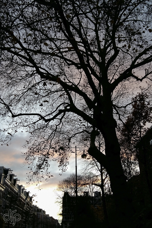 drp silhouette of big tree in the street