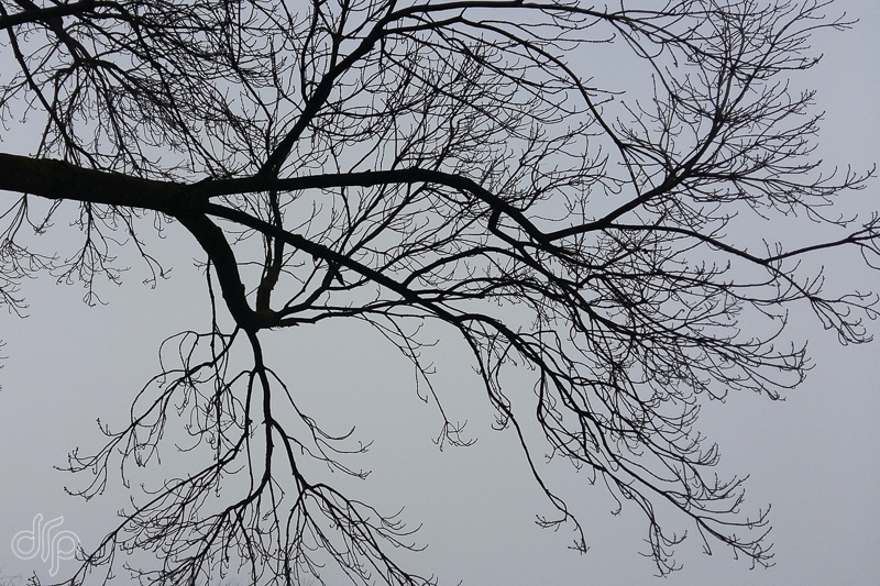 drp silhouette of thin branch against a grey sky